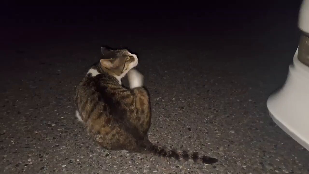 ねこ HUADAスクエア 猫ベッド 猫やぐら ミッドセンチュリー キャット