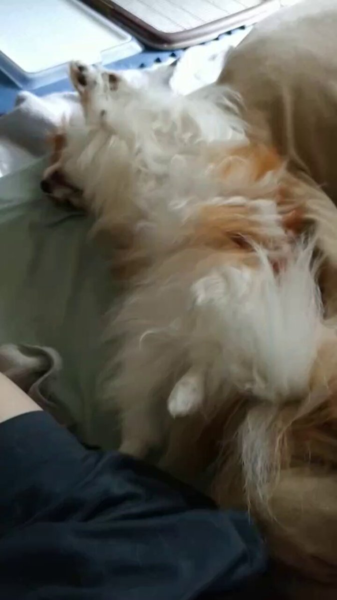 いっぬページ オンリーワン ぺイブリーアート ペットシルエット Dog Silhoette
