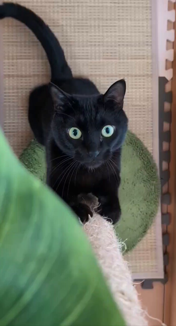 ももことダイヤ | ももこ🐾 洗濯機まわりで大暴れしたようです