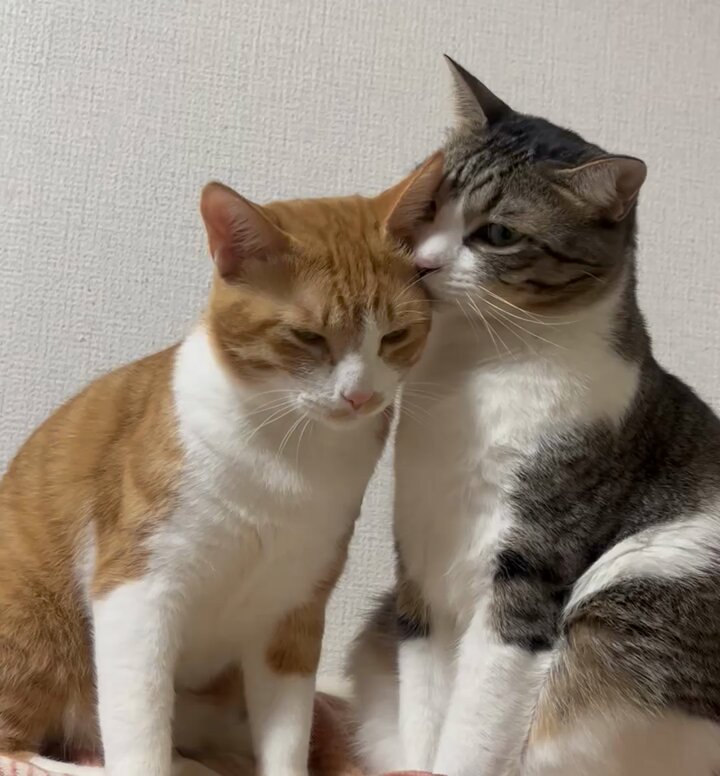 キジ白つくしちゃんときなこ🐾 (@Neko2Obasan) / X