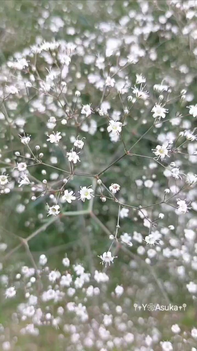 かすみ草 様♡ かすみ草 ドライフラワー・ホワイト100個 - メルカリ