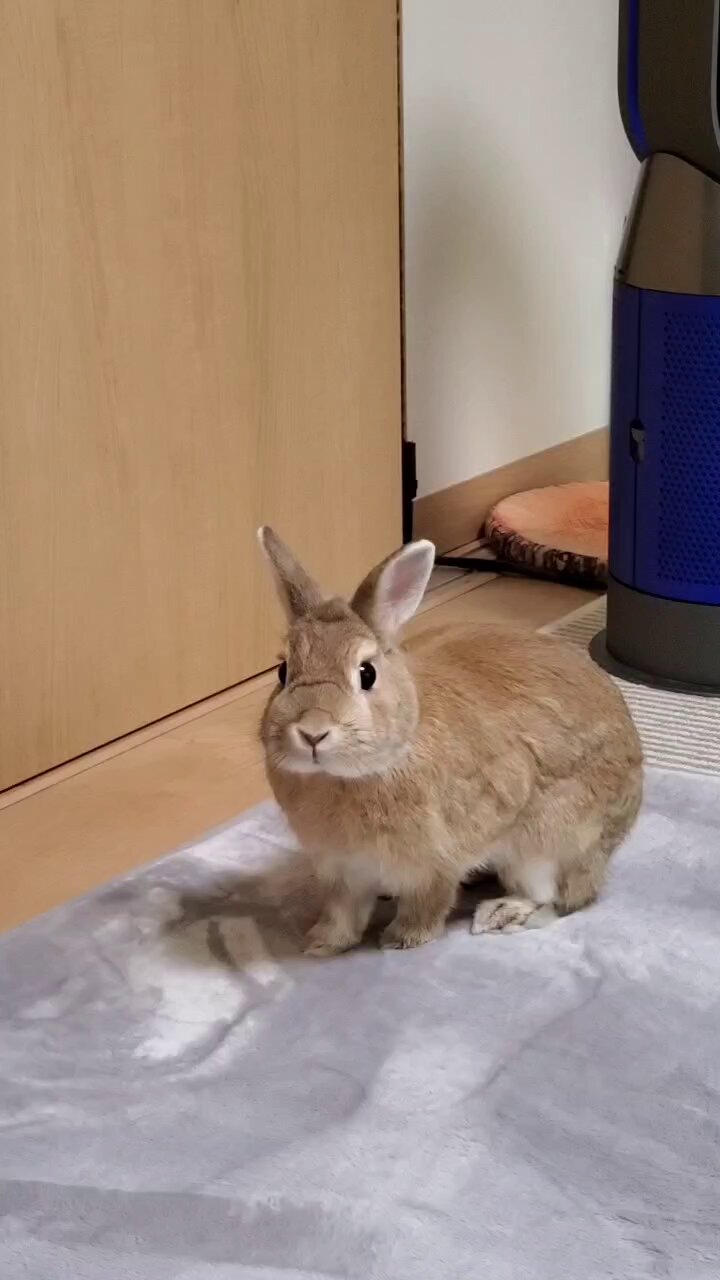 ラシュトン✳︎Rushtonうさぎさん よっちみかん | 台湾のお客様からオーダーいただいたうさぎさん