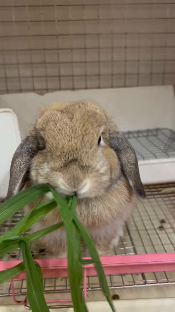 4cm ミニミニウサギちゃん(カフェオレ) ぬいぐるみ