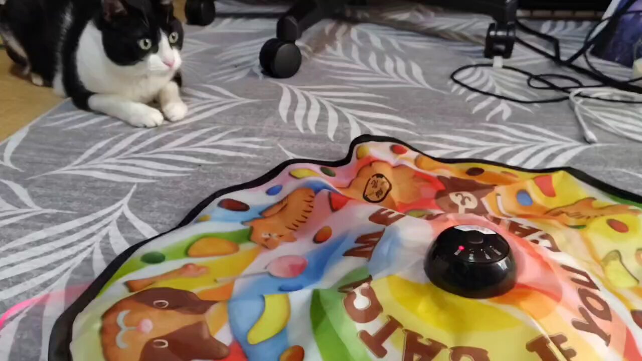 キラキラ⭐️　　ひょっこり猫 Amazon | ゴーゴーひょっこり羽根 | マルカン | 猫じゃらし・羽