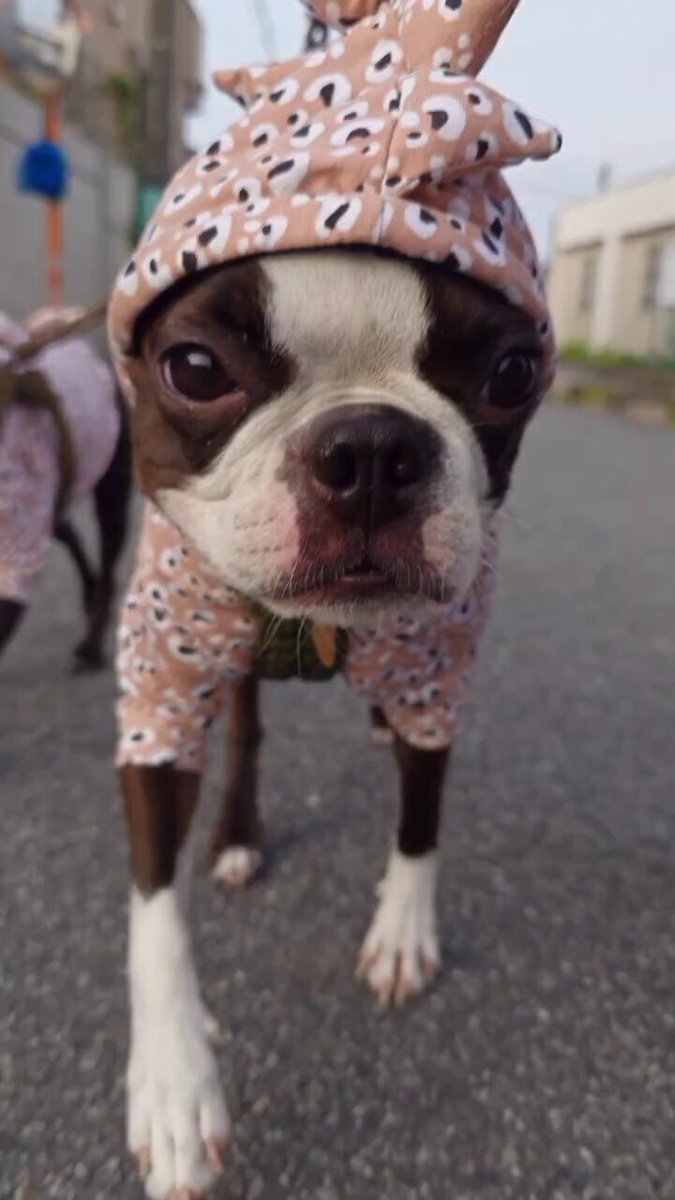 ぱーぷる☆。.:＊・゜  ꒡̈⃝Lily꒡̈⃝犬服ハンドメイド みぃ 様専用 ꒡̈⃝Lily꒡̈⃝犬服ハンドメイド - メルカリ