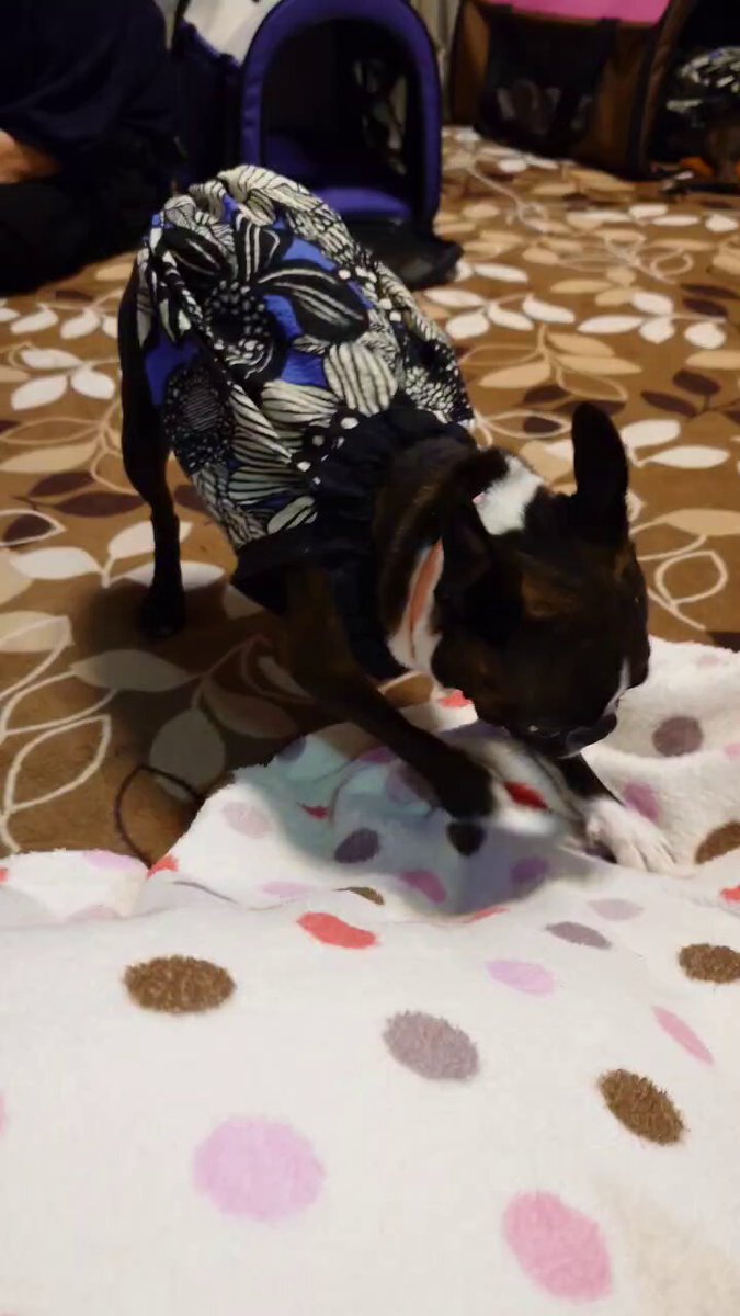 み様☆犬服☆ハンドメイドオーダー☆4着✩.*˚ 2372-2302-