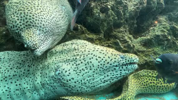 ウツボページ 横浜・八景島シーパラダイス公式 on X