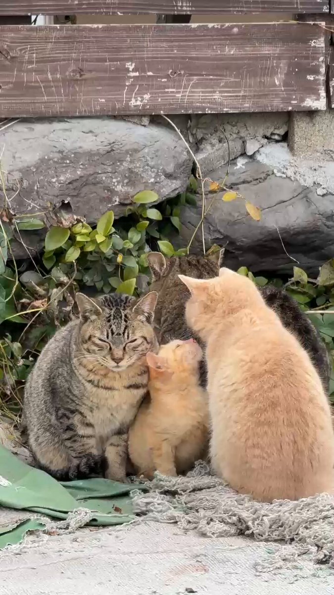 茶トラです★ 茶トラ猫さん