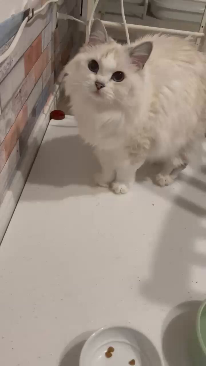 もふらฅ( ˙꒳​˙ ฅ) on X: 