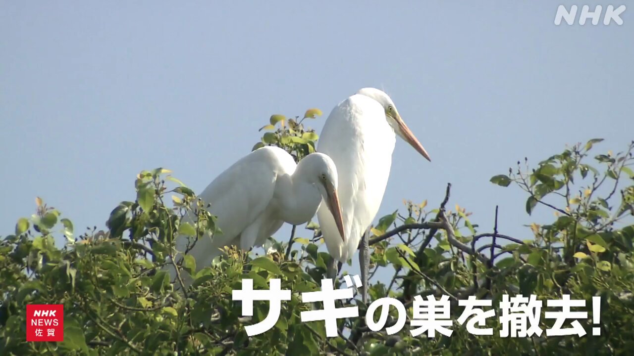 サギ - البحث / X