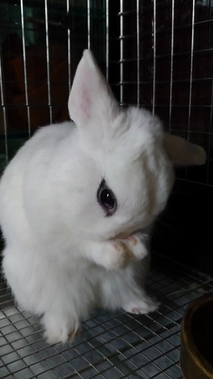 うさぎ130₍ᐢ.ˬ.ᐡ₎【プロフ確認】　 IMG_7010.JPG