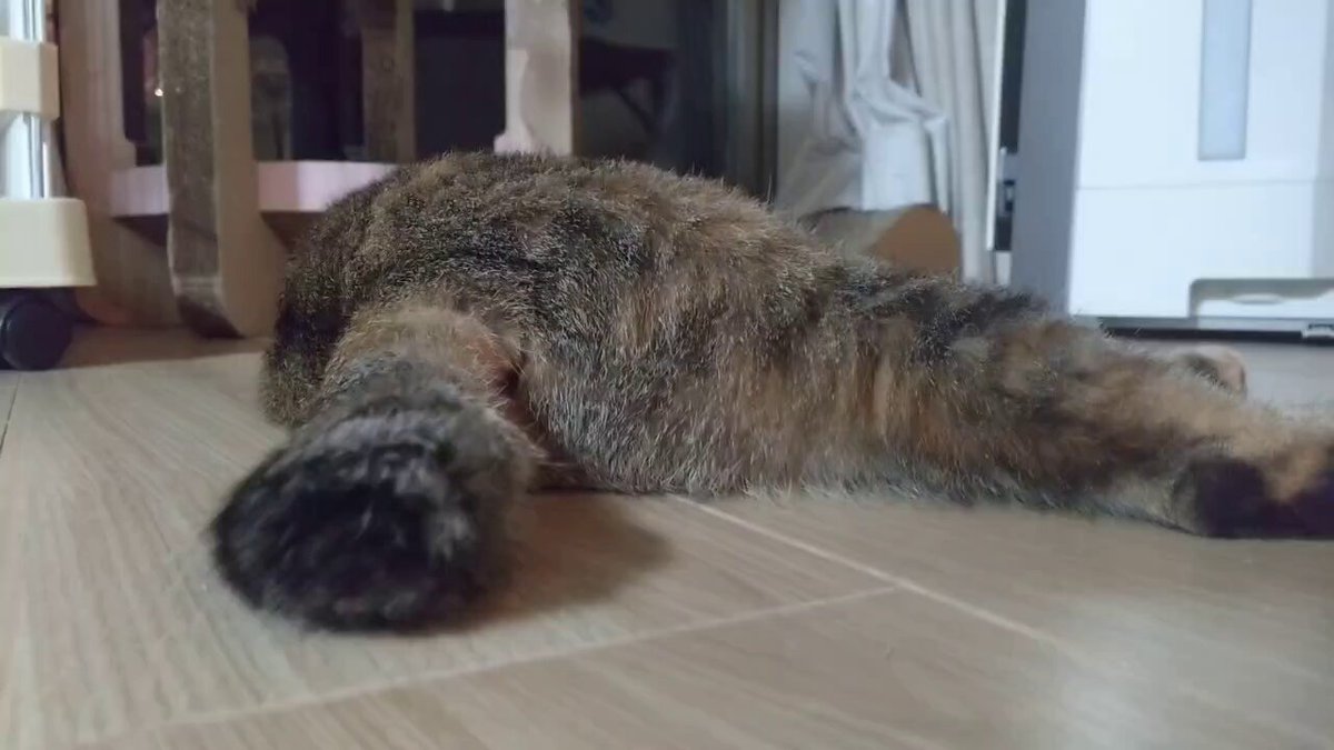 飼ってない猫(1) (KCデラックス) | 関口 かんこ |本 | 通販 | Amazon
