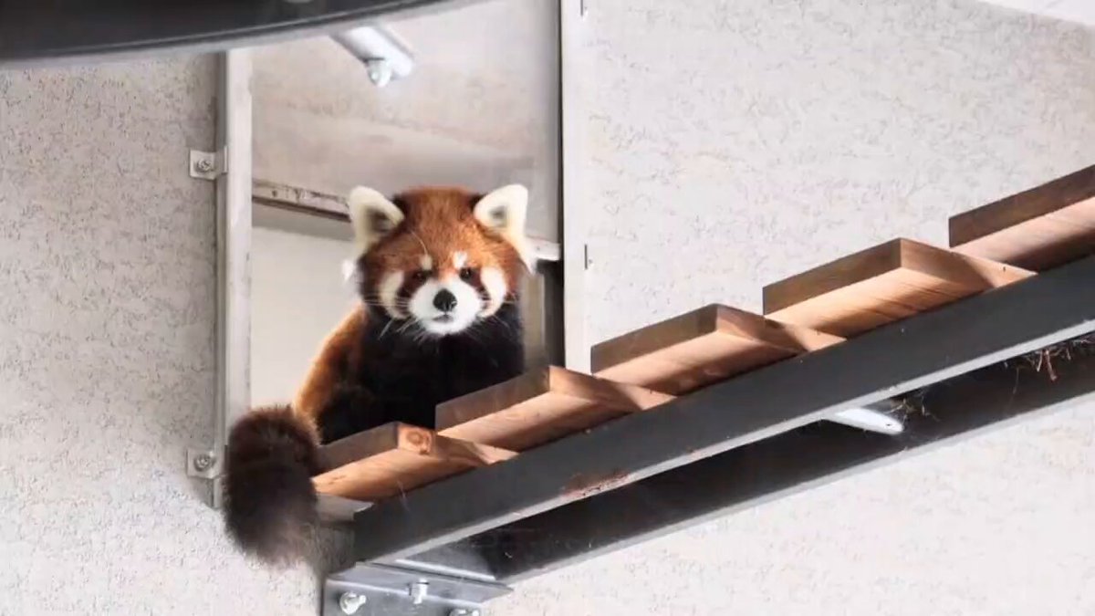 レッサーパンダ様 レッサーパンダのアスナロとシンゲン - البحث / X