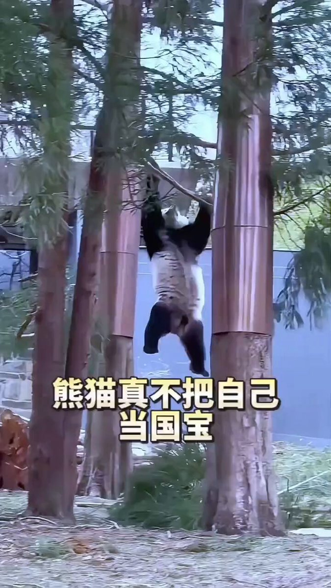 熊猫- Search / X
