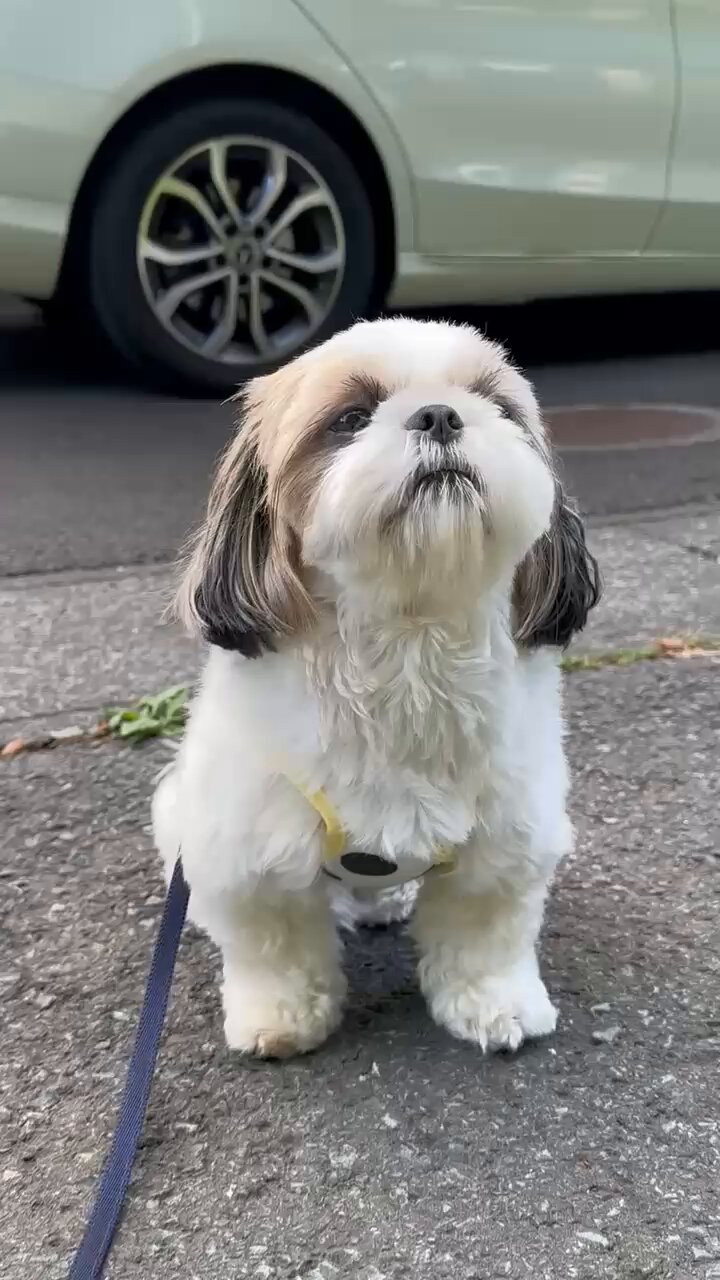 シーズー🐶華ちゃん🌺 on X: 