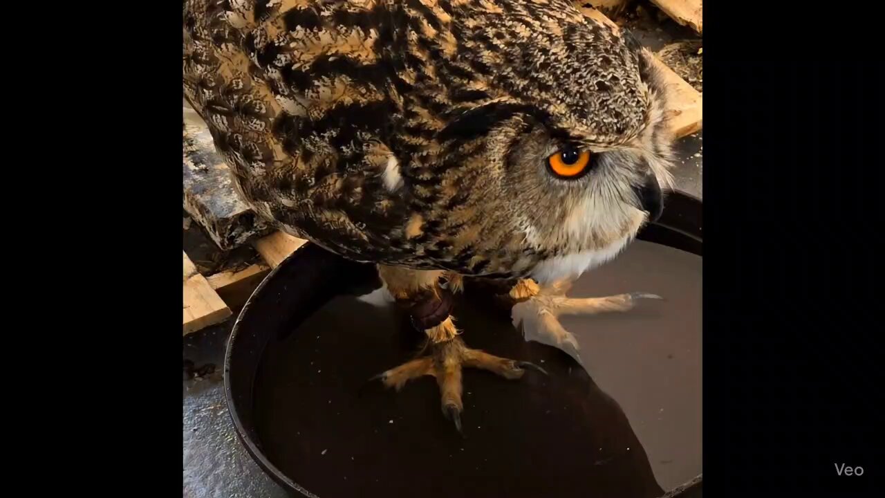 オオトリ𓅓𓅓 on X: 