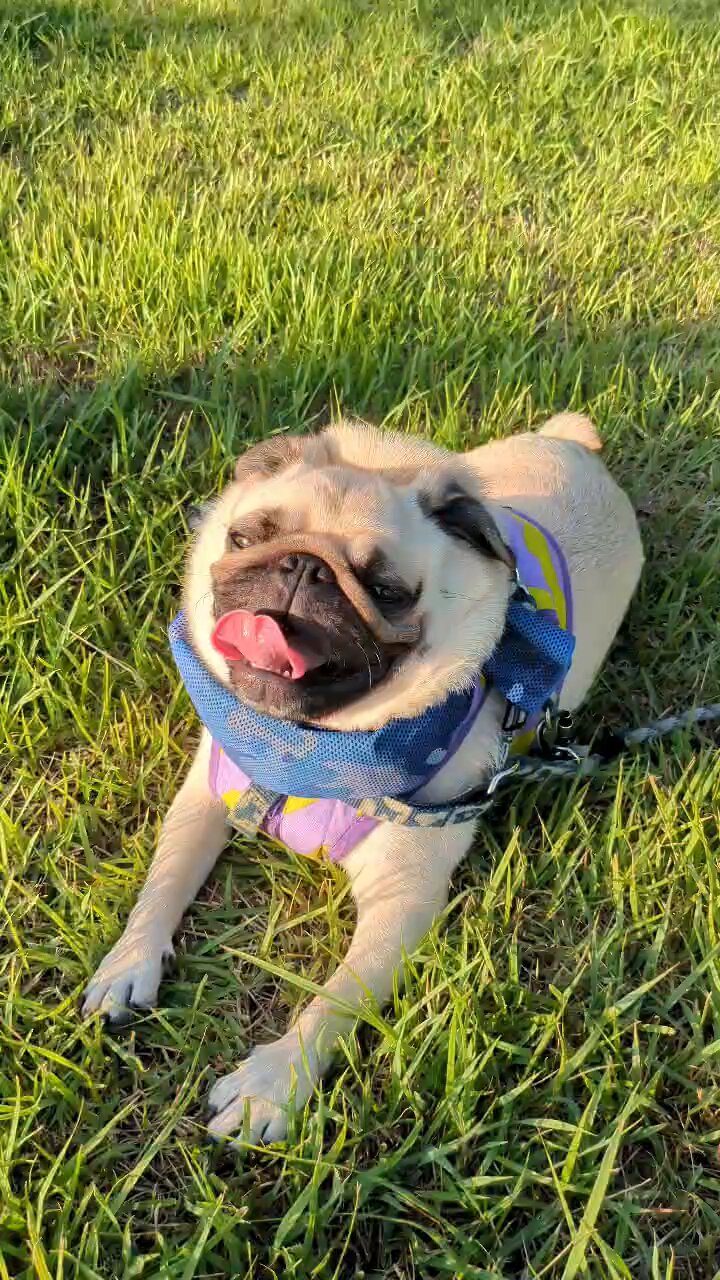 パグ走りおパグさん:ブラックver.(RUN PUG RUN) パグ走りおパグさん:ブラックver.(RUN PUG RUN) パグ走りおパグ