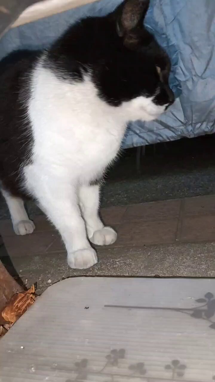 ねこページです♡ ペットシッターねこまもり斉藤です on X: 