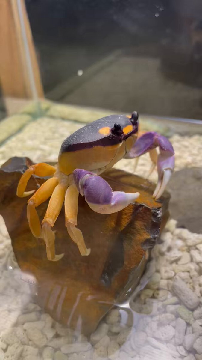 すさみ町立エビとカニの水族館 (@ebikaniaquarium) / X