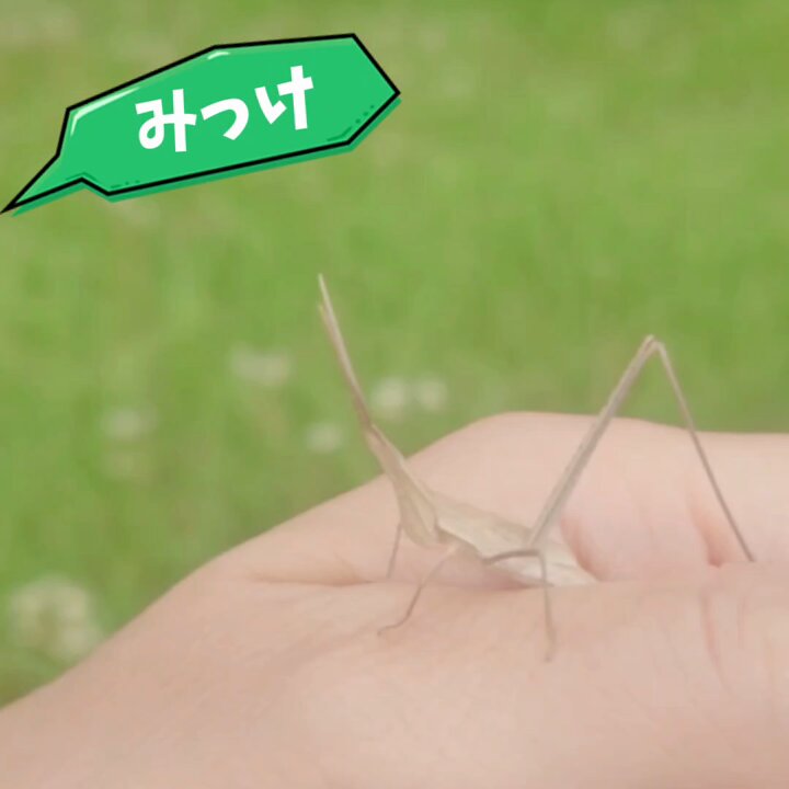 ご確認用です(♡ᴗ͈ˬᴗ͈)♪ さんご on X: 