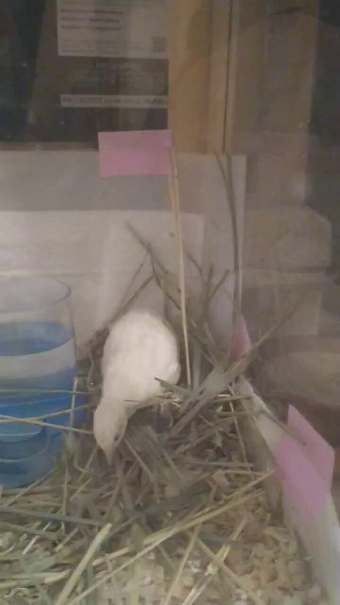 ひめうずら研究室 成鳥用配合飼料 4kg 鳥 餌 ヒメウズラ ひめうずら研究室 成鳥用配合飼料 4kg 鳥 餌 ヒメウズラ