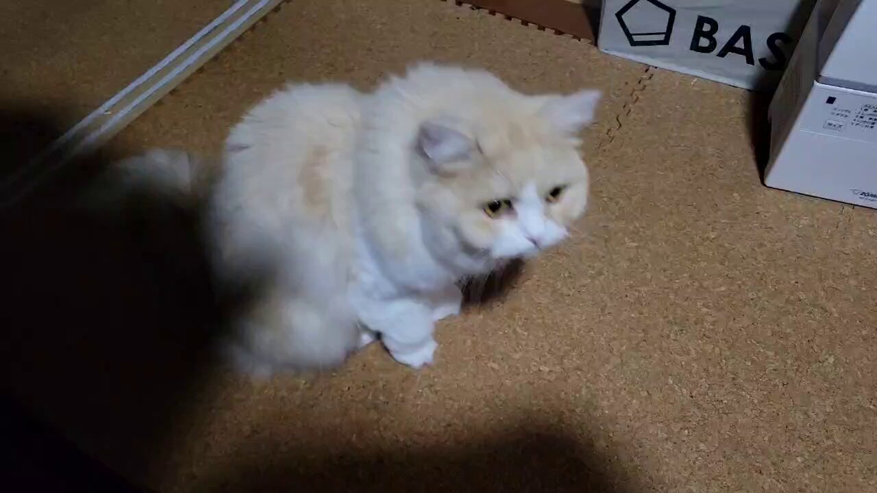猫 Hiroshi on X: 