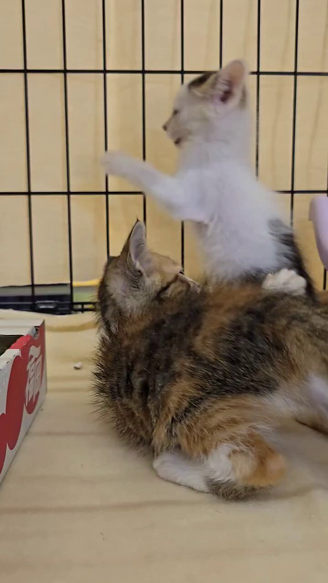なかのあい🐈 on X: 