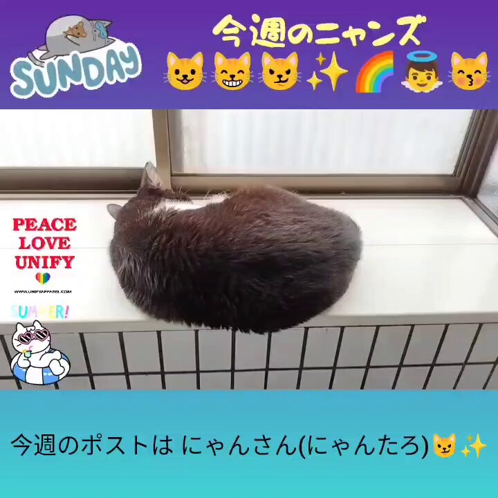ご確認用◆ はちわれネコ 様 Amazon.co.jp: 防犯ねこブザー とまる はちわれ AR0624001