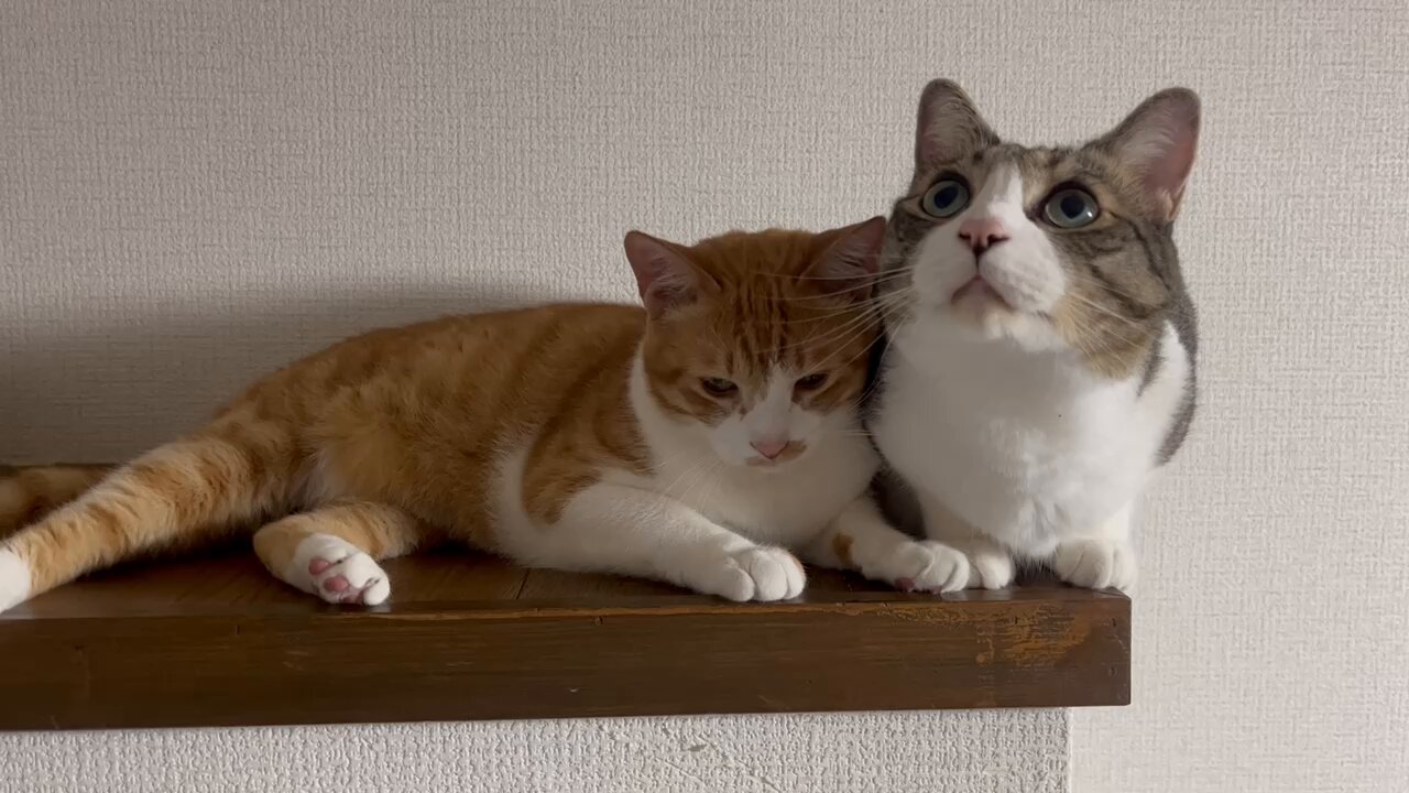 てんちゃん　キジ白、錆猫親子アクリル画2点 今ならほぼ即納！ てんちゃん様専用 キジ白、錆猫親子アクリル画