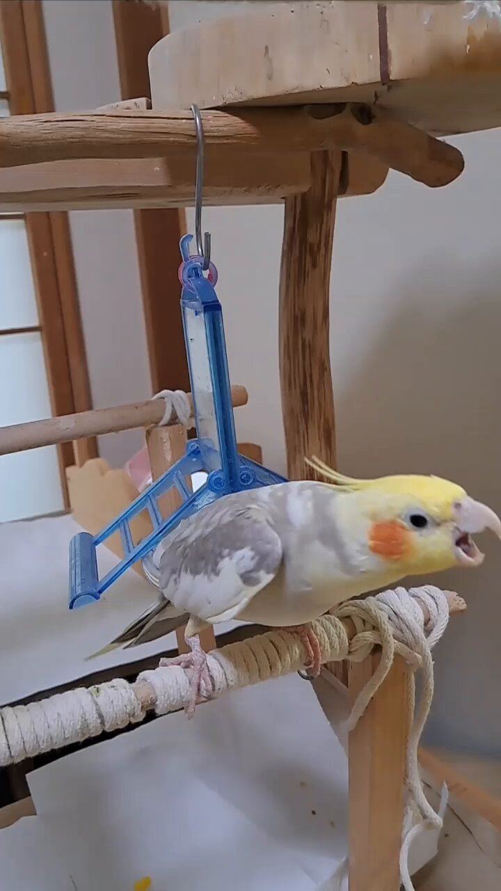 【オカメインコちゃん】さま専用 ともこ🐦 🕊オカメインコちゃんも新加入🦜Don't DM me! インコ垢
