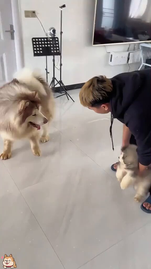 421 犬が新たな犬と出会い、感動と笑い