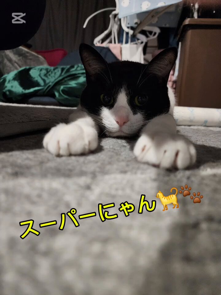 ネコ好きさん しょっち on X: 