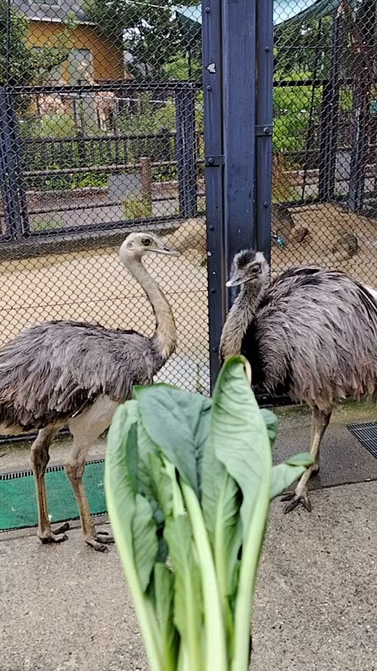 動物園学 福山市立動物園[公式] on X: 