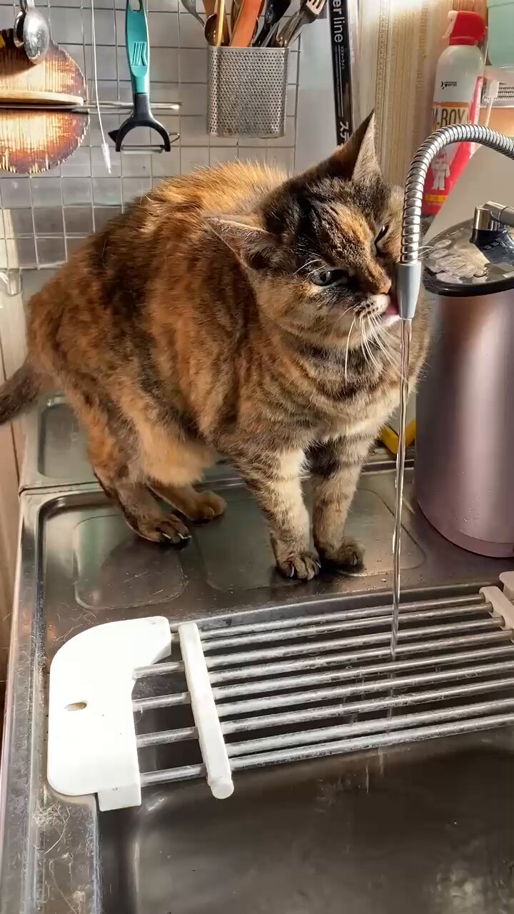ねこ先輩 on X: 