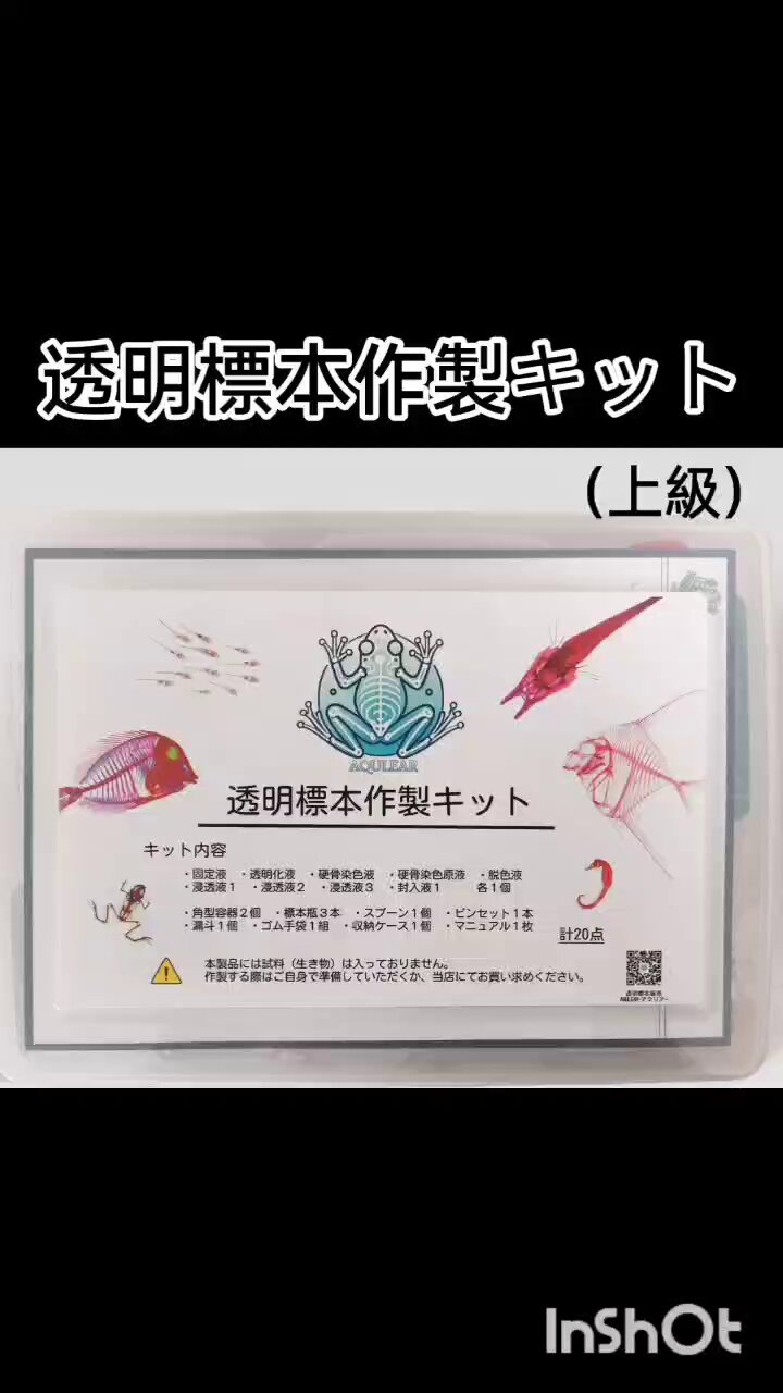 【1点物】乾燥・色彩保存標本 オオグソクムシ 1点物】乾燥・色彩保存標本 オオグソクムシ④