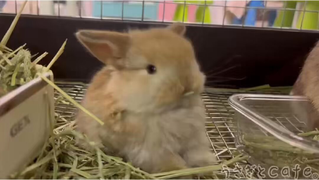 うさぎとCafe🐰うさぎカフェ on X: 