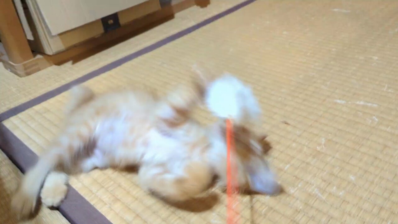 ぽんぽこりん ツナ on X: 