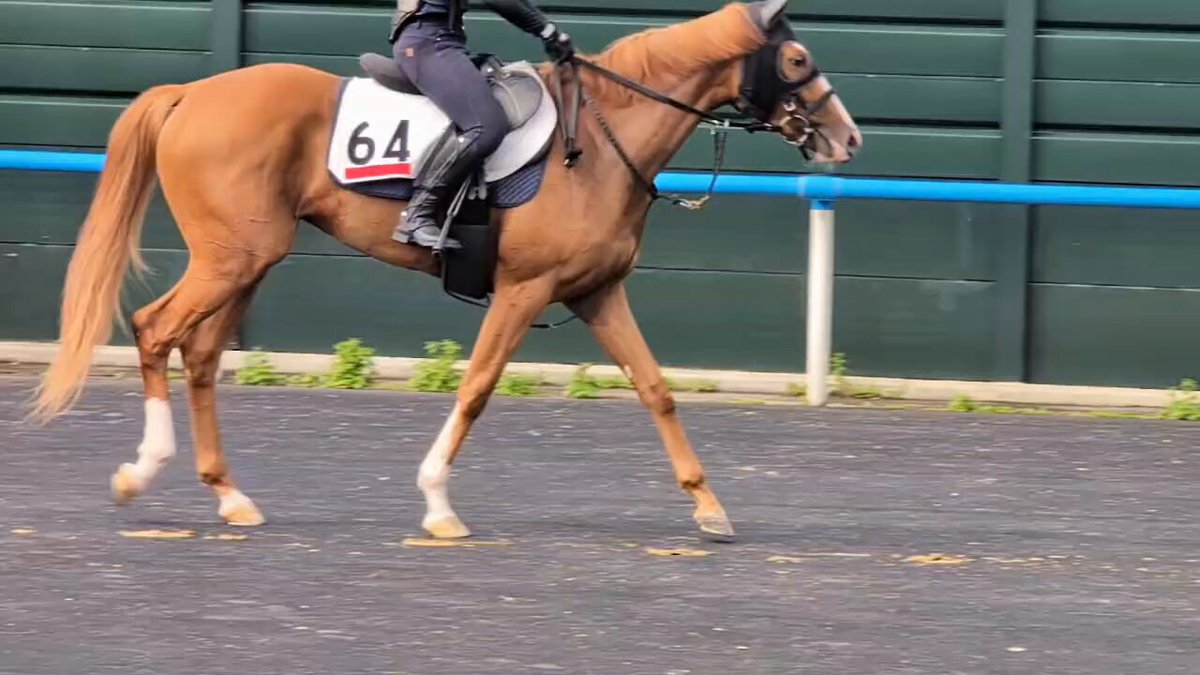 新潟競馬場　実使用ゼッケン　ディゥ゙ィーナ　11 2025年最新】Yahoo!オークション -競馬実使用ゼッケンの中古品