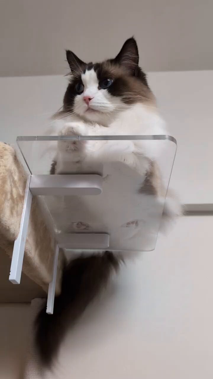 ねこ HUADAスクエア 猫ベッド 猫やぐら ミッドセンチュリー キャット