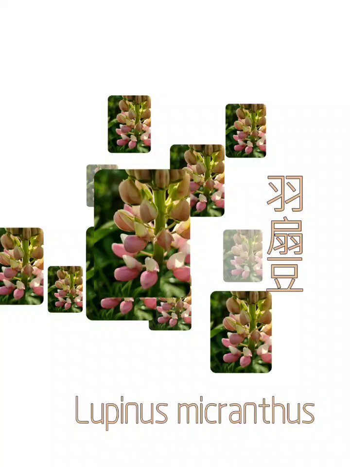 花错图- Cerca / X