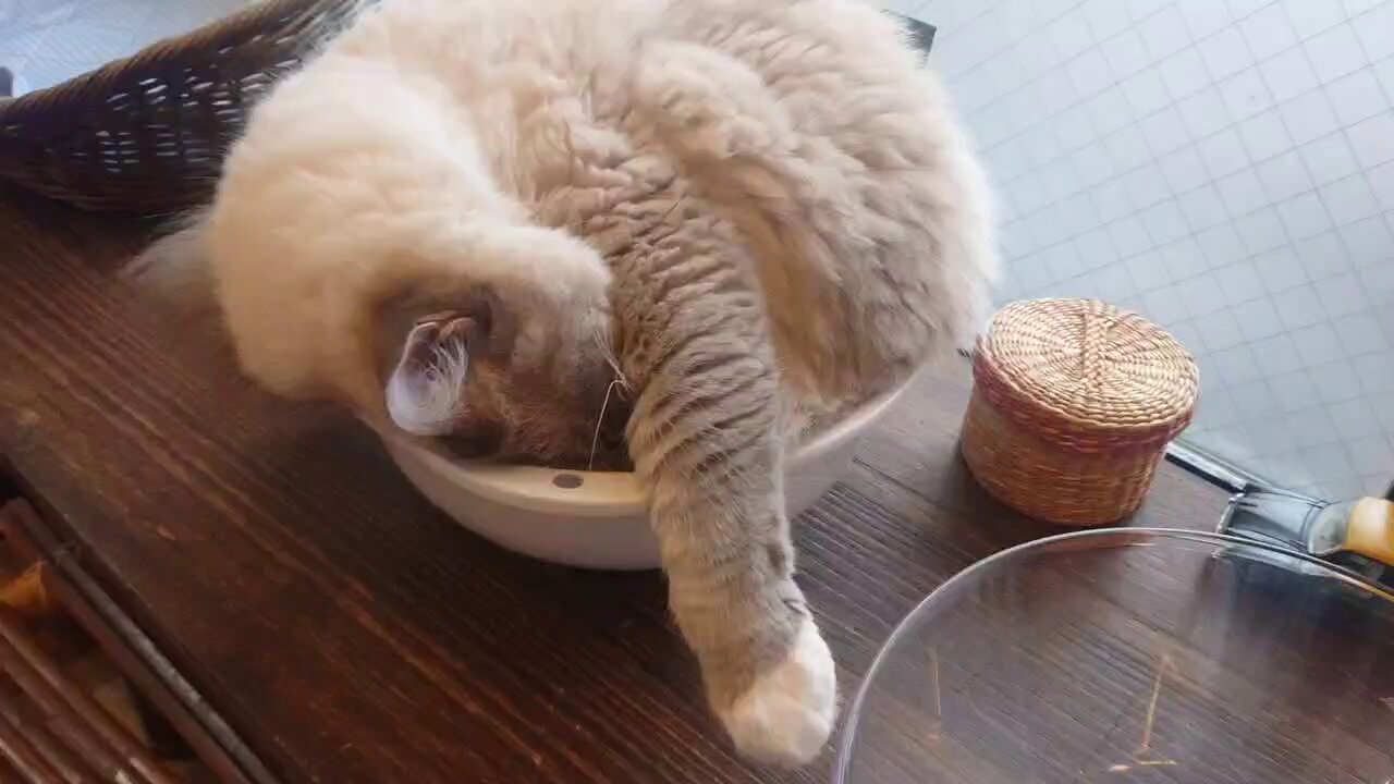 猫ちゃん最強 - Search / X