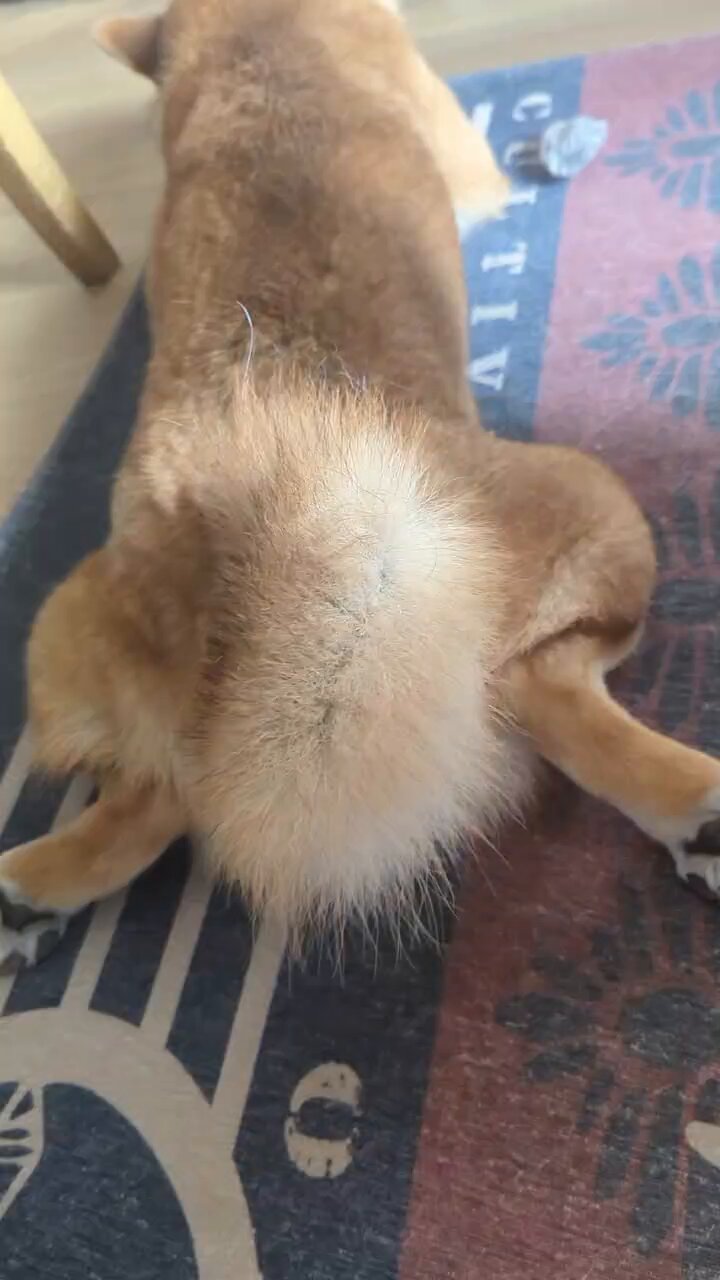 柴犬のしっぽ - Search / X