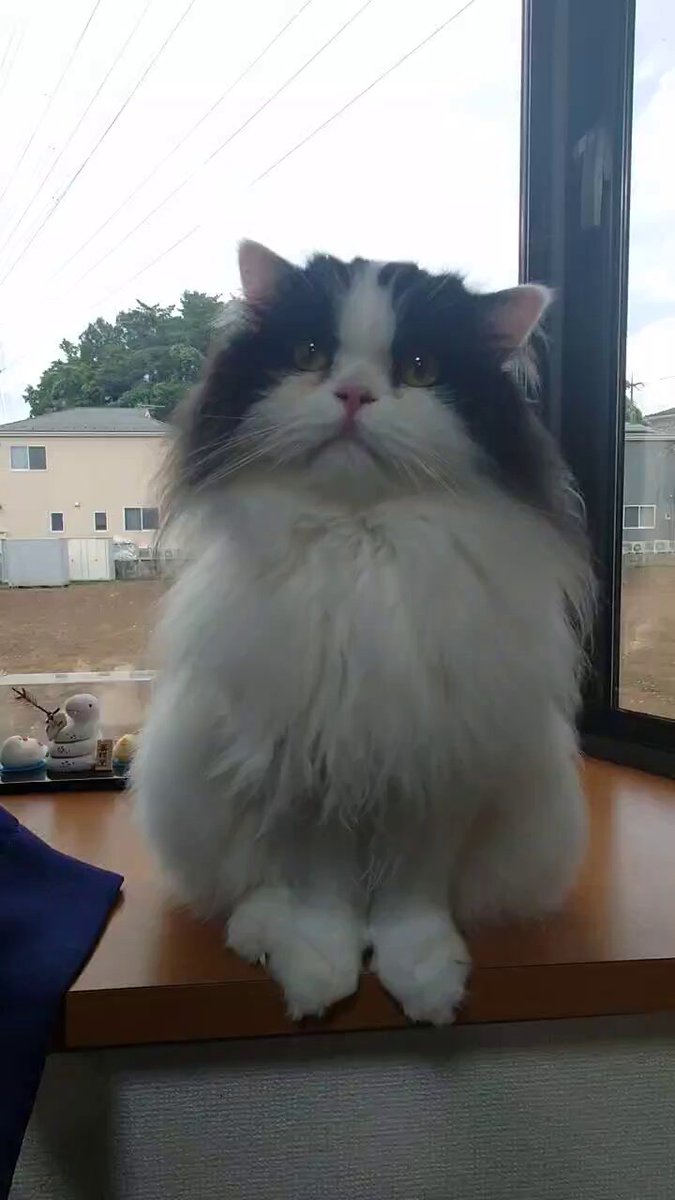 ねこぱんち 5/4 Relaxed cat stream during Golden Week! - YouTube