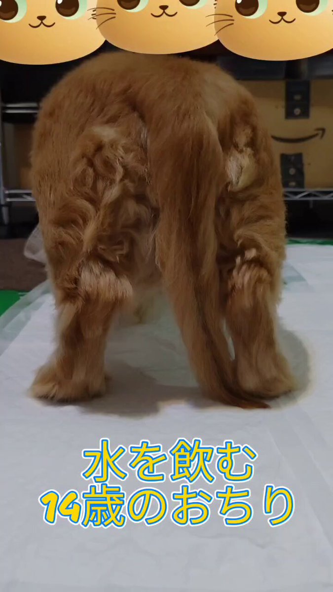 【ちっちさま】* vintage dog ❀ 大切に大切にされてきた ワンちゃん I love being on my mom's lap! 🐕Little dog Ano! 膝上LOVE