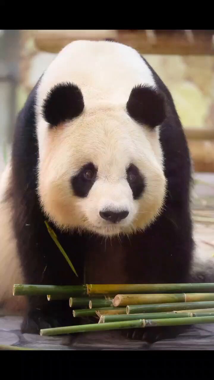 flypanda (@fly_panda6) / X