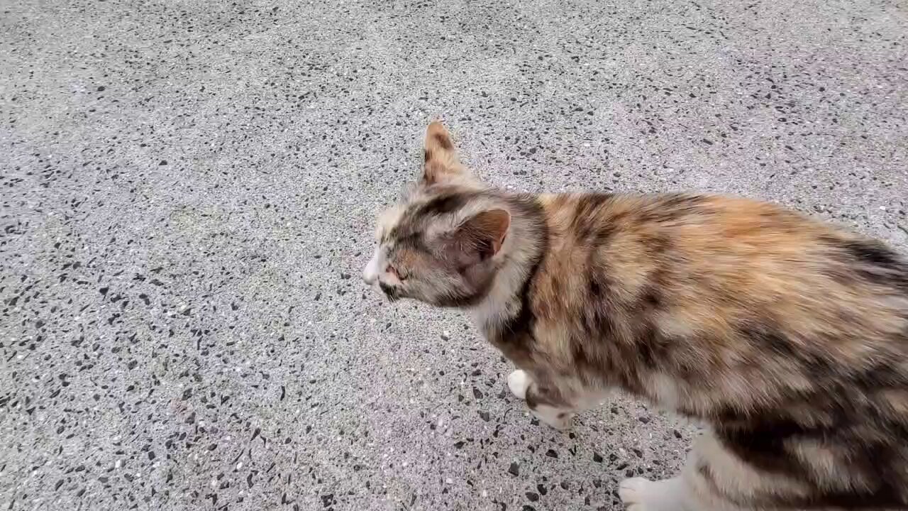 Lost cat on X: 