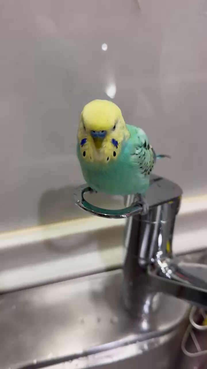 ひよこさん on X: 