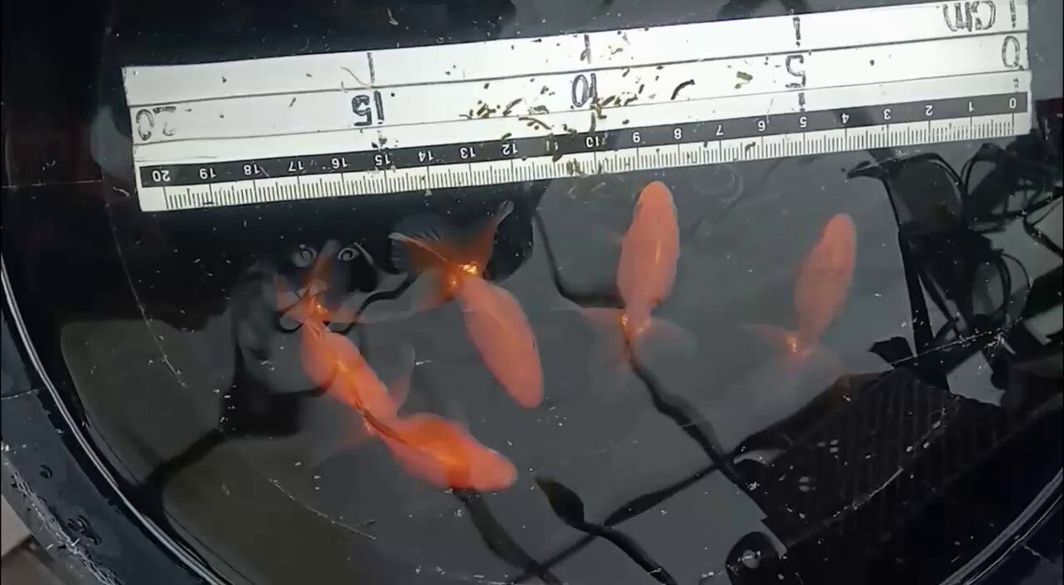 土佐錦の美 土佐錦魚(トサキン)の美 | 田中 國衛 |本 | 通販 | Amazon