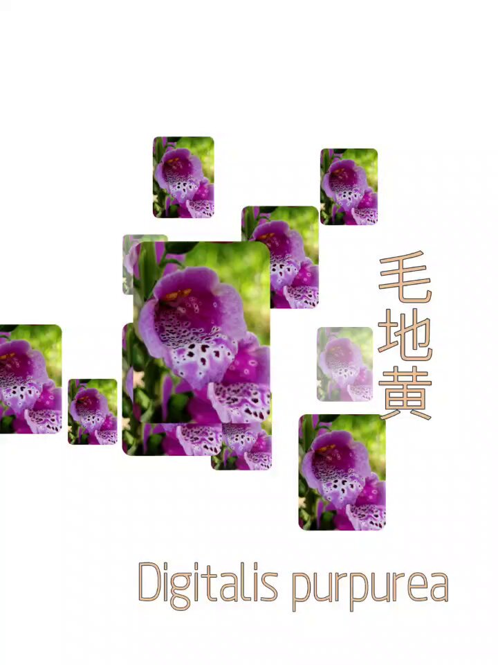 花卉圖60 Pin by smile89098 on 植物花卉in 2025
