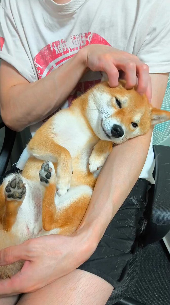 まめしば This adorable Mameshiba puppy runs around to the limit and